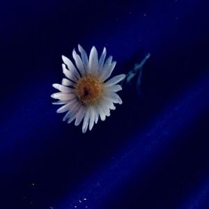 Meet your Posher, Chloe